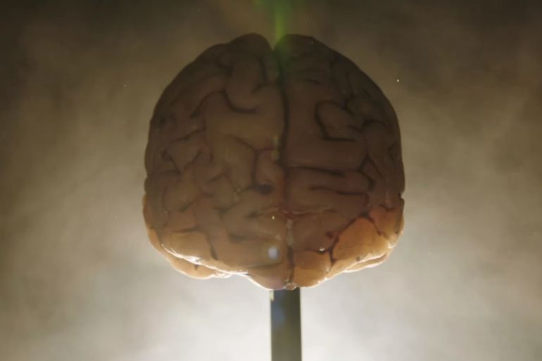 ميدان - العقل مخ دماغ