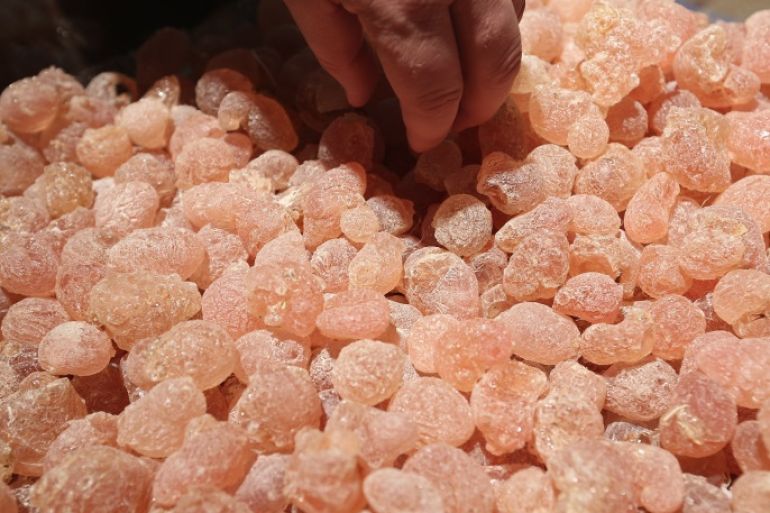 BERLIN, GERMANY - JANUARY 18: Gum arabic, which is derived from the sap of the acacia tree, lies on display at a Sudanese stand at the 2013 Gruene Woche agricultural trade fair on January 18, 2013 in Berlin, Germany. The Gruene Woche, which is the world's largest agricultural trade fair, runs from January 18-27, and this year's partner country is Holland. (Photo by Sean Gallup/Getty Images)