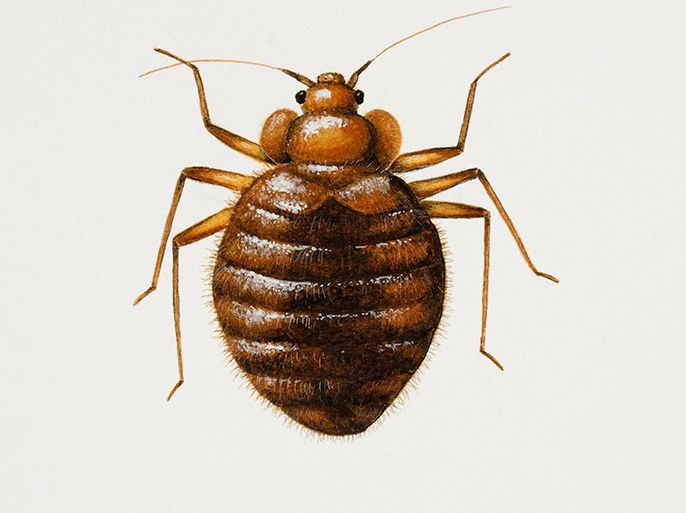 UNSPECIFIED - FEBRUARY 23: Bed bug (Cimex lectularius), Cimicidae. Artwork by Bridgette James. (Photo by DeAgostini/Getty Images)
