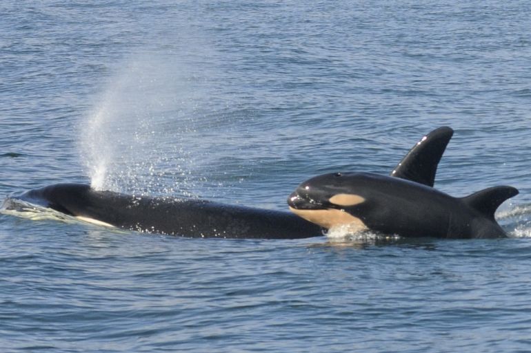 A female killer whale and her newborn calf are seen February 26, 2015 in this handout photo provided by NOAA in Grays Harbor near Westport, Washington. The healthy, days-old calf has been spotted with a pod of killer whales in the open waters of the U.S. Pacific Northwest, the third baby born to the endangered orca population this winter, research scientists said Friday. Photo taken February 26, 2015. REUTERS/Candice Emmons/NOAA Fisheries/Handout via Reuters (UNITED S