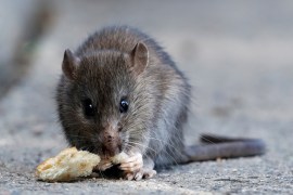 A rat eats pieces of bread thrown by tourists near the Pont-Neuf bridge over the river Seine in Paris, France, August 1, 2017. REUTERS/Christian Hartmann