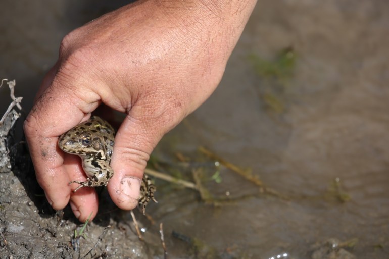 Frog Hunters in Turkey's Edirne- - EDIRNE, TURKEY - APRIL 17: A frog is seen as it is caught by a frog hunter in Edirne, Turkey on April 17, 2018. Frog hunters Murat Ovali and Ercan Koc are frog hunters and they sought correct places to hunt them. Frog hunting is kind of a job that descends from father to son and it provides mainstay for families since for century. Ovali and Koc spend almost their whole time