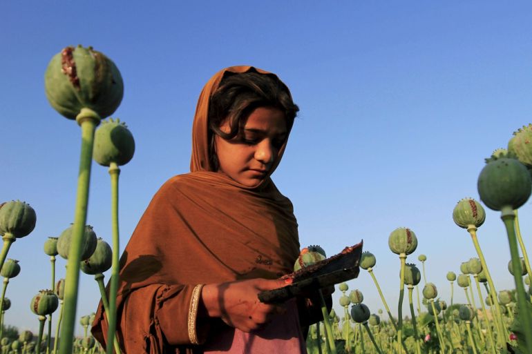 An Afghan girl gathers raw opium on a poppy field on the outskirts of Jalalabad April 28, 2015. REUTERS/Parwiz TPX IMAGES OF THE DAY