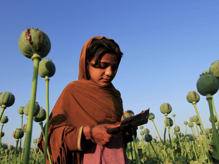 An Afghan girl gathers raw opium on a poppy field on the outskirts of Jalalabad April 28, 2015. REUTERS/Parwiz TPX IMAGES OF THE DAY