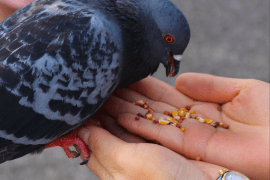 blogs إنسان يحمل طائر