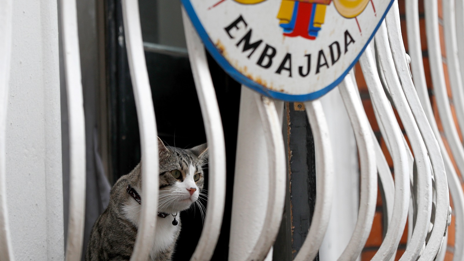 ‪قطة أسانج تطل من إحدى نوافذ السفارة الإكوادورية بلندن (رويترز)‬ قطة أسانج تطل من إحدى نوافذ السفارة الإكوادورية بلندن (رويترز)