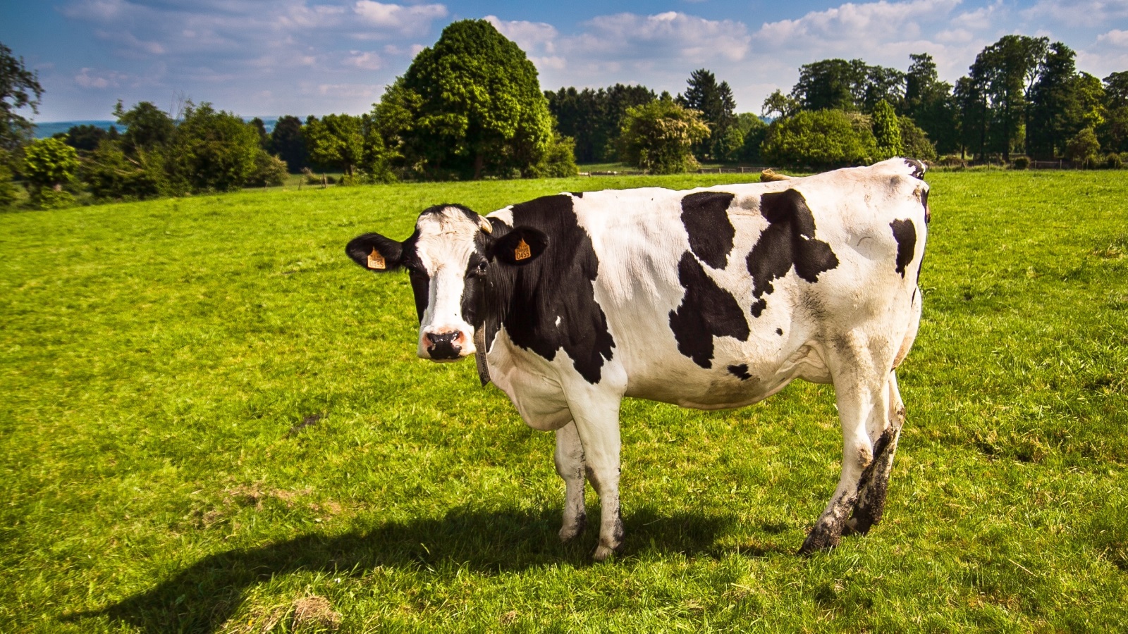 ‪تتمتع الأبقار بدرجة حرارة جسم أعلى من درجة حرارة جسم الإنسان الأمر الذي يجعلها تتمتع بدفء مريح‬ (بيكسابي)