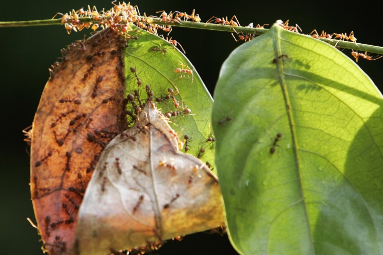 A colony of weaver ants build their nest from leaves in Kuala Lumpur January 31, 2009. Weaver ants get their name from their habit of binding fresh leaves with silk to form their nests. Their lifecycle spans a period of 8 to 10 weeks. REUTERS/Zainal Abd Halim (MALAYSIA)