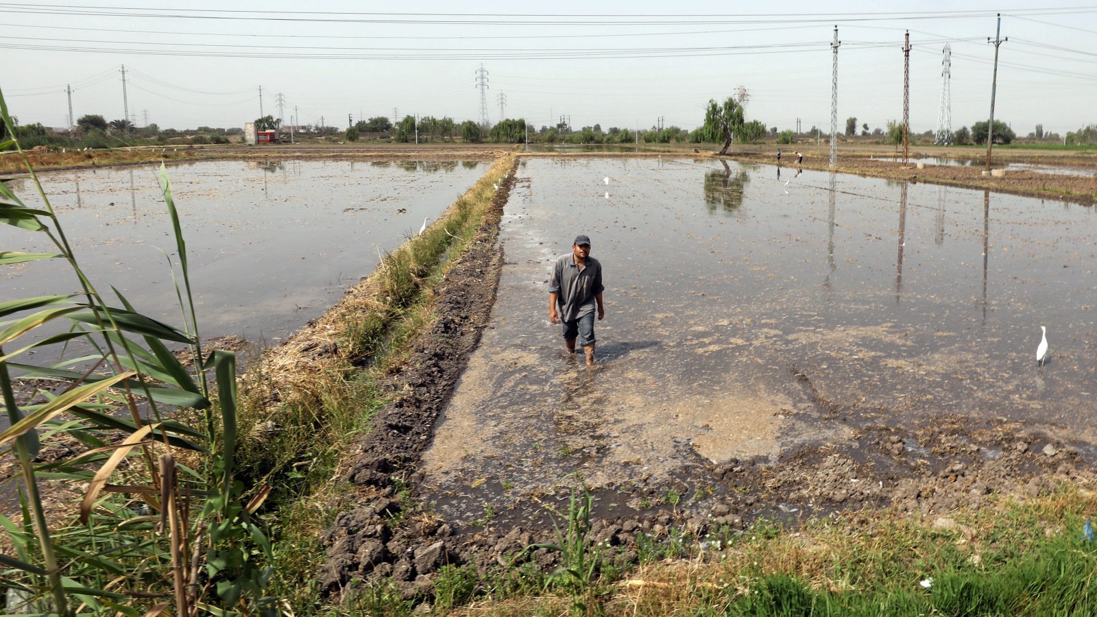 ‪فلاح يسير في حقل للأرز بمحافظة البحيرة‬ (رويترز)