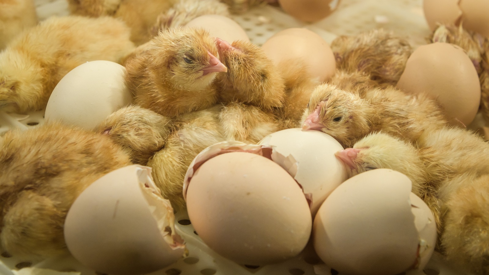 من أسباب ارتفاع سعر الدجاج زيادة أسعار الكتاكيت والعلف (الأوروبية-أرشيف)