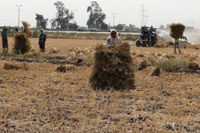 Farmers harvest wheat on a field in the Beheira Governorate, Egypt May 3, 2018. REUTERS/Mohamed Abd El Ghany