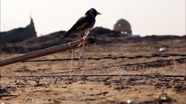 يصطاد طيورا مغردة لكسب قوتِه بأرض مطار غزة