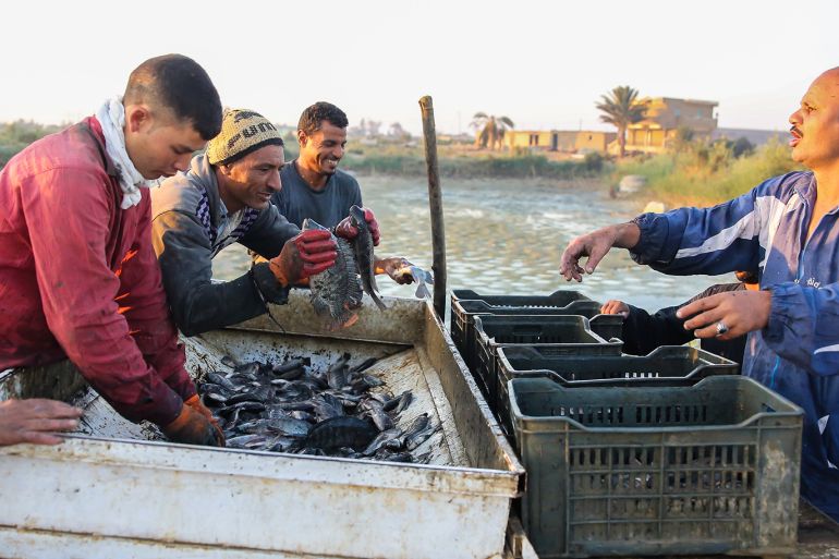 المزارع السمكية في مصر تعددت الأعمال والرزق واحد