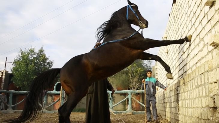 هكذا تتعلم الخيول الرقص بريف مصر
