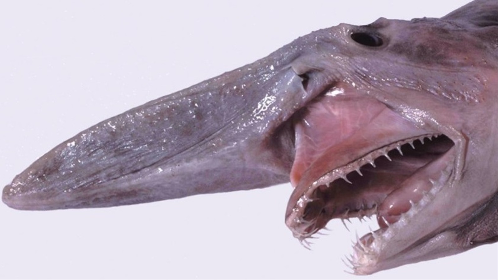 ‪أسماك القرش العفنة معروفة بفكوكها المليئة‬ أسماك القرش العفنة معروفة بفكوكها المليئة بالأسنان الشبيهة بالأظافر (متحف فكتوريا)