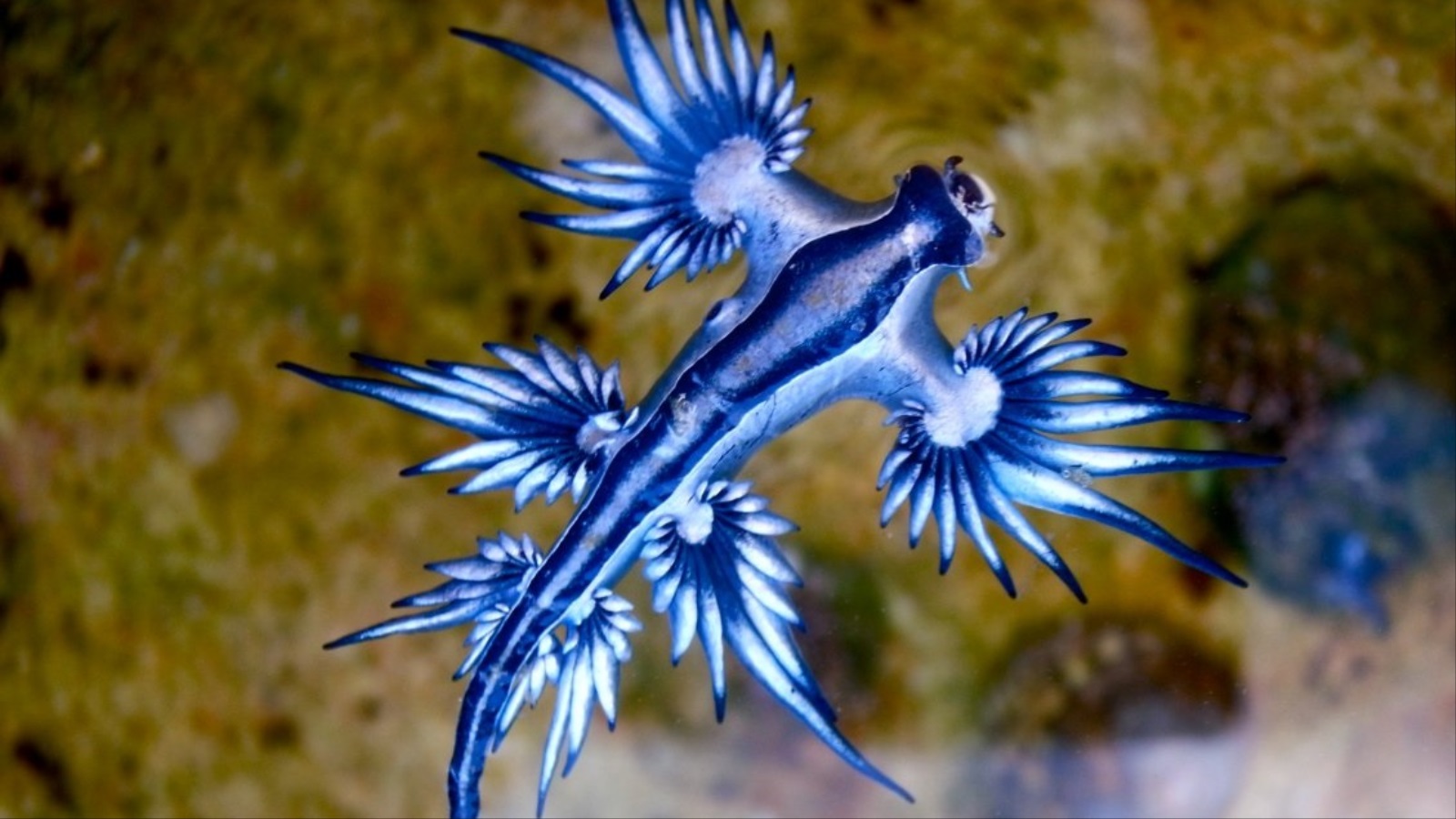 الملاك الأزرق من أكلة اللحوم ويتغذى على مخلوقات البحر السامة الأخرى 