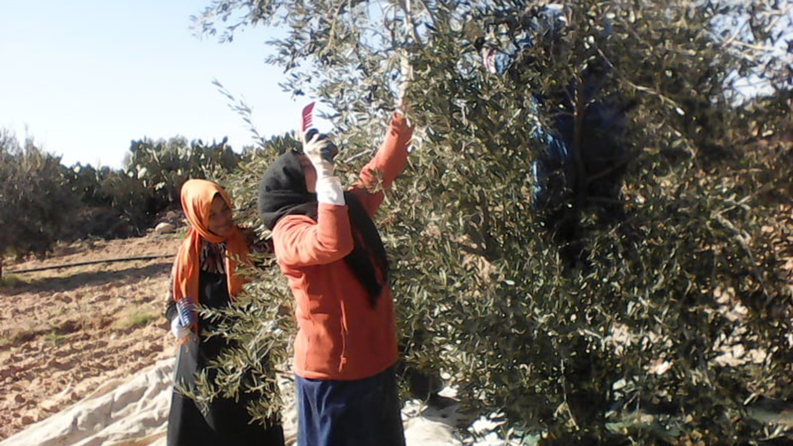 ‪عاملات تونسيات وهن يجنين الزيتون في إحدى الضيعات‬ (الجزيرة)
