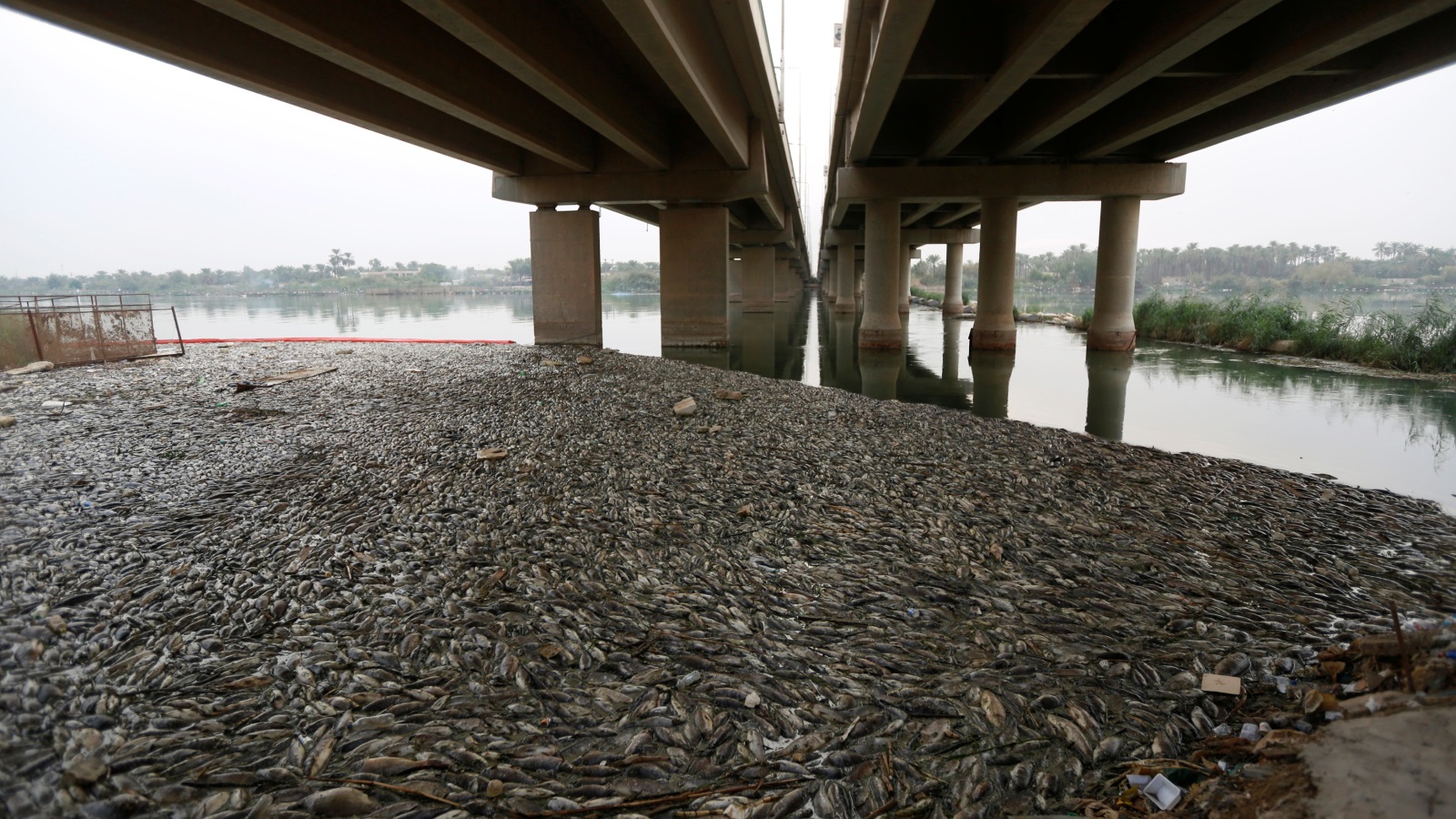 الكارثة أدت لنفوق مئات الأطنان من الأسماك في نهر الفرات (رويترز)