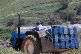 المزارعون الفلسطينيون ملوا من زراعة الخضروات التي اصبحت مرتاكمة فلجئوا لزراعات مبكرة مثل العنب لتحسين وضعهم