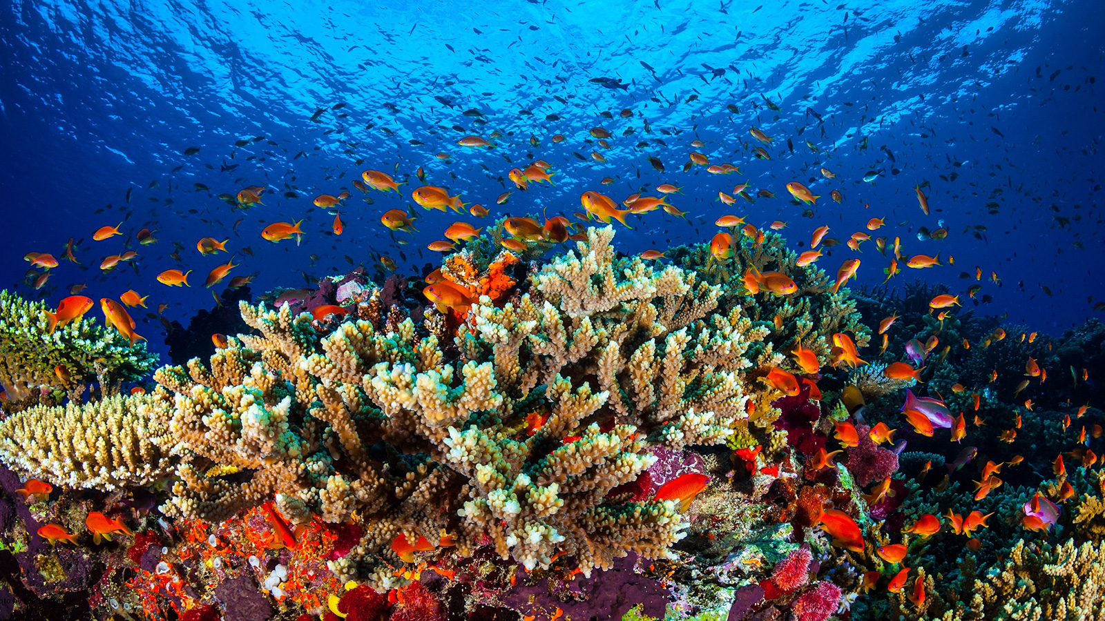 يعتبر الحاجز المرجاني الكبير في أستراليا من أكبر وأجمل نظم الشعاب المرجانية في العالم (الأوروبية)