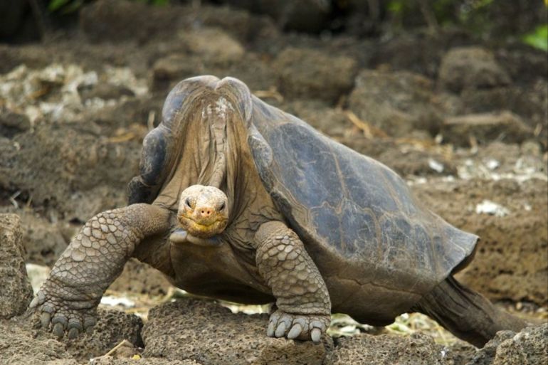 Giant Tortoise, Galapagos Lonsome George (CC wikimedia)