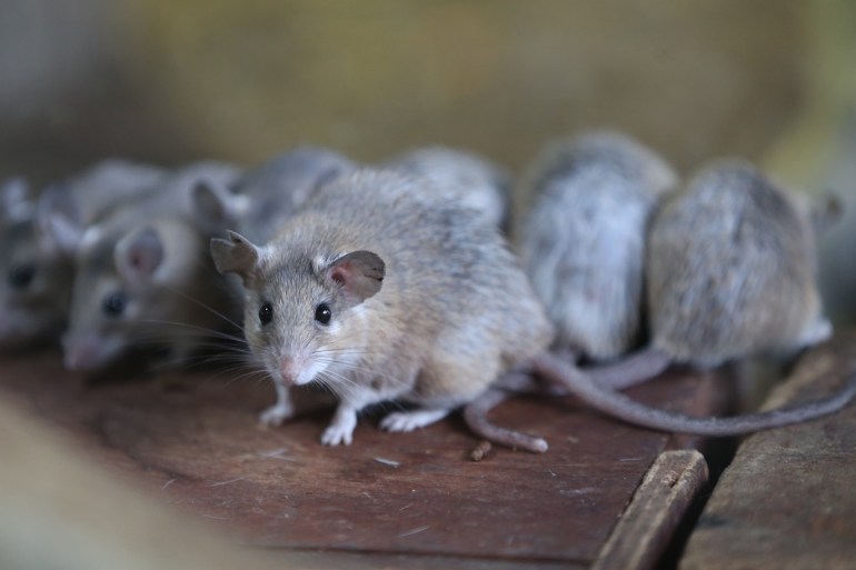 Endangered spiny mouses in Turkey's Bursa- - BURSA, TURKEY - NOVEMBER 29: A spiny mouse, one of the endangered animal species, is seen at the Bursa Metropolitan Municipality Zoo in Bursa, Turkey on November 29, 2018. These spiny mouses are generally found in Turkey's Mersin provinces and around Silifke and Cukurova districts.