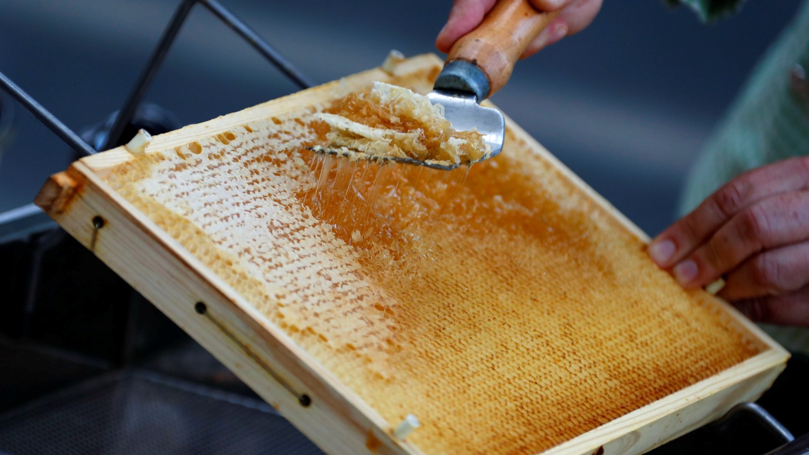 ‪إلى جانب تلقيح المحاصيل تلعب منتجات النحل، كالعسل والشمع وخدمات التلقيح، دورا مهما لمربي النحل وعائلاتهم‬ (رويترز)