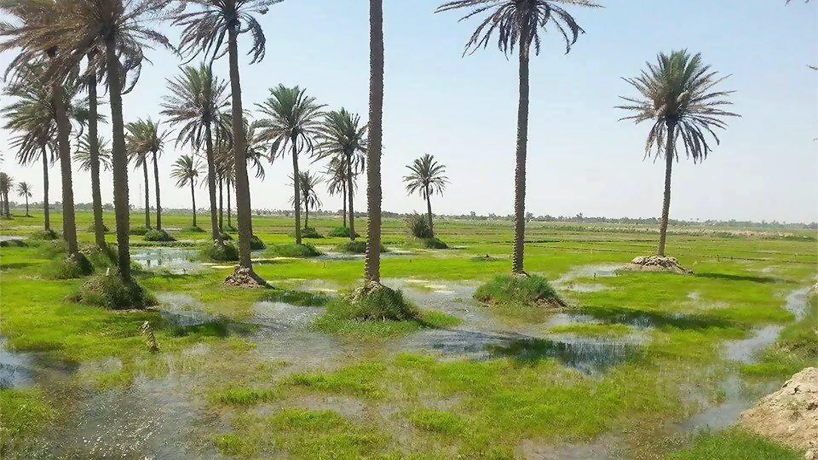 ‪العراق يسعى إلى جذب الأموال والتكنولوجيا لدعم قطاع الزراعة‬ العراق يسعى إلى جذب الأموال والتكنولوجيا لدعم قطاع الزراعة (الجزيرة)