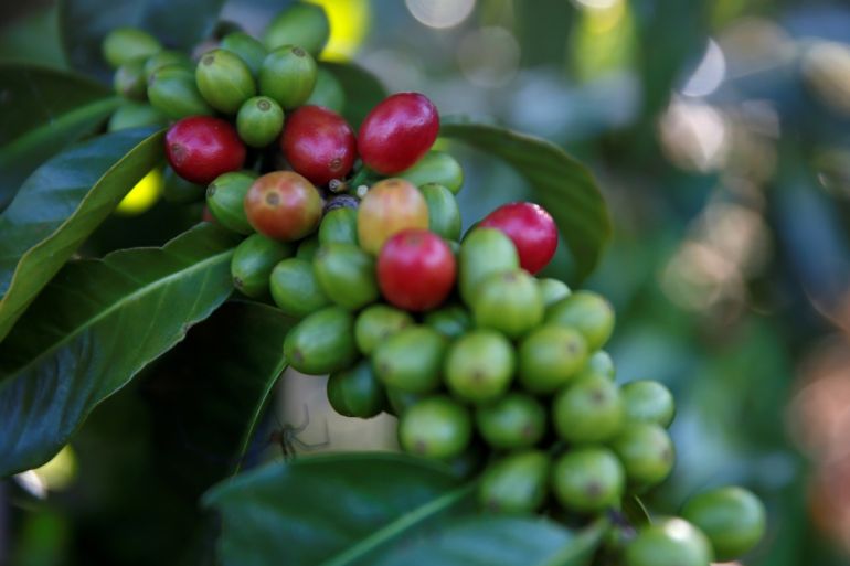 Arabica coffee cherries are seen on tree at a plantation near Pangalengan, West Java, Indonesia May 9, 2018. Picture taken May 9, 2018. REUTERS/Darren Whiteside