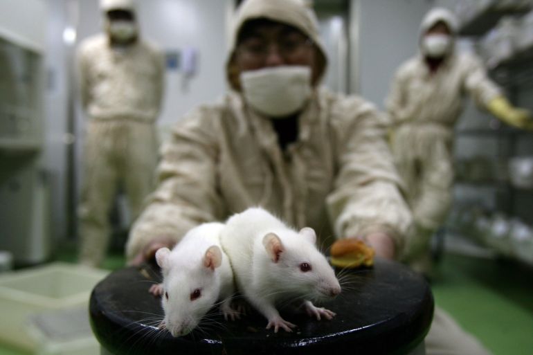 CHONGQING, CHINA - FEBRUARY 16: (CHINA OUT) A worker observes white rats at an animal laboratory of a medical school on February 16, 2008 in Chongqing Municipality, China. Over 100,000 rats and mice are used in experiments every year for pharmaceutical research in the lab, where the temperature is kept at 24 degrees centigrade. (Photo by China Photos/Getty Images)