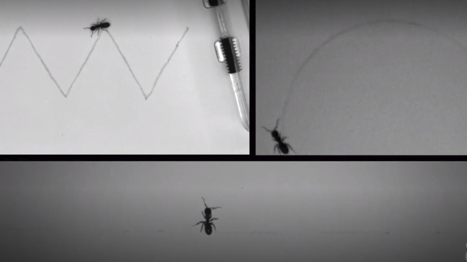 الإشارات الكيميائية (الفيرمونات) تتيح للنمل تتبع المسارات على اختلاف أشكالها (نيويورك تايمز)تتيح 