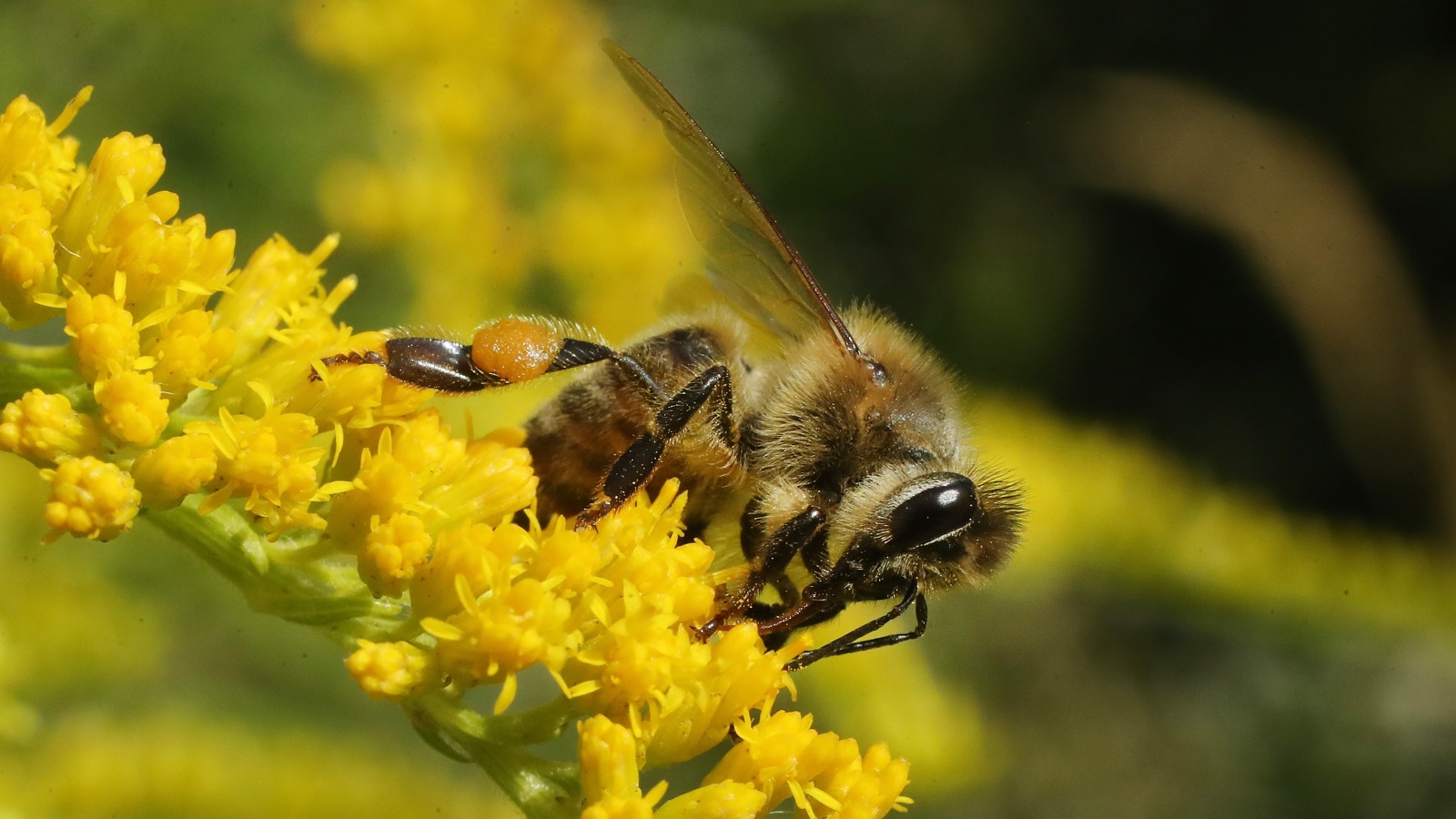 ‪‬ 2% من النحل البري يسهم في تخصيب 80% من أنواع المحاصيل التي يلقحها النحل(غيتي)