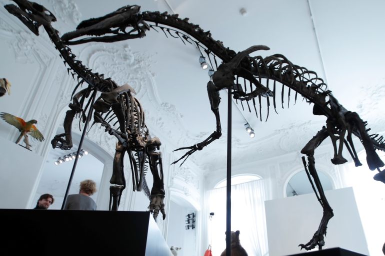 Two dinosaur skeletons, an Allosaurus and a Camptosaurus discovered in Wyoming, are reconstructed ahead of an auction at Artcurial auction house in Paris, France, November 13, 2018. REUTES/Charles Platiau