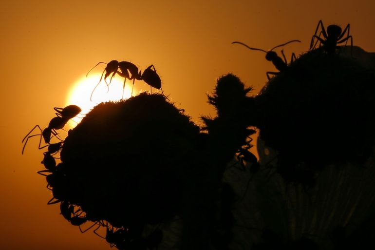 Ants during sunset in Turkey's Van- - VAN, TURKEY - JULY 17 : Silhouettes of ants are seen on a flower during sunset in Turkey's Van on July 17, 2018. Ants are one of the hardest working insects as they are the most numerous organisms on earth.