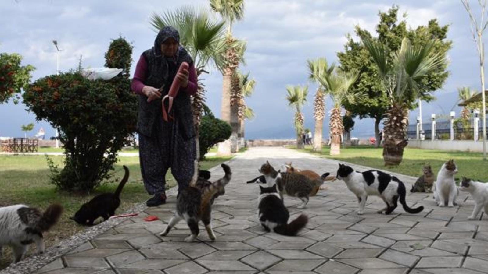 ‪السيدة التركية فاطمة تهتم بأكثر من ستين قطة منذ 12 عاما‬ (الجزيرة)