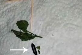غلاف فيديو من اليوتيوب عن دودة في أوراق البقدونس