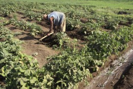 blogs الزراعة في السودان