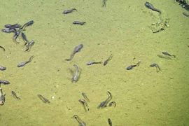 Said سعيد - أنواع من القروش وسمكة رامي القنابل grenadiers fish، وسمكة إنقليس البرسم (cusk eel)، تنمو وتنتعش في ظروف الأكسجين المنخفض التي - بعض الأسماك تعيش في أعماق شبه خالية من الأكسجين