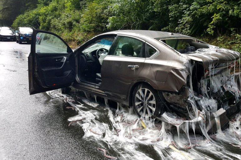 Slime eels, otherwise known as Pacific hagfish, cover Highway 101 after a flatbed truck carrying them in tanks overturned near Depoe Bay, Oregon, U.S. July 13, 2017. Oregon State Police/Handout via REUTERS ATTENTION EDITORS - THIS IMAGES WAS PROVIDED BY A THIRD PARTY TPX IMAGES OF THE DAY