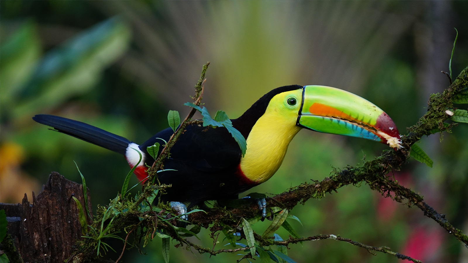 ‪كوستاريكا تمتاز بالغابات الاستوائية الخضراء والحيوانات المثيرة‬ (مواقع التواصل الاجتماعي)