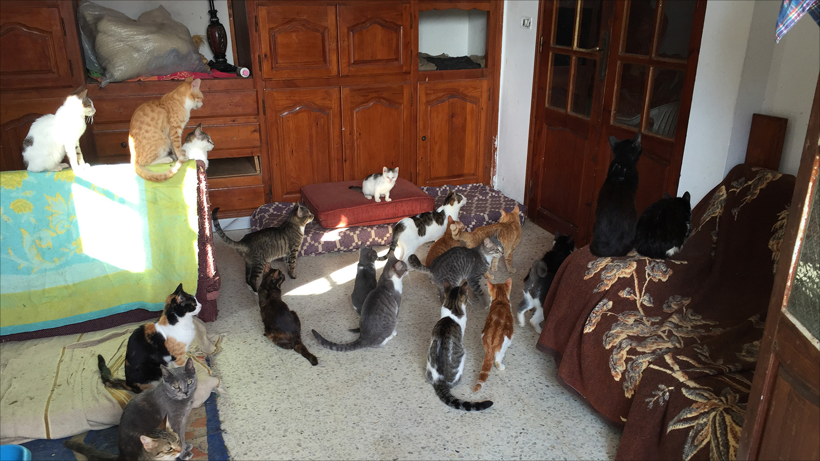 القطط والكلاب تعيش مع هدى تحت نفس السقف (الجزيرة)