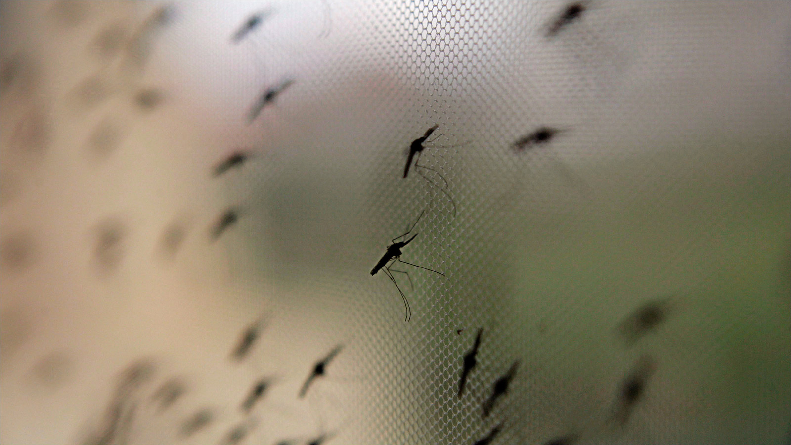 الملاريا التي تنتقل عبر البعوض تعد من الأمراض الخطيرة (وكالة الأنباء الألمانية)