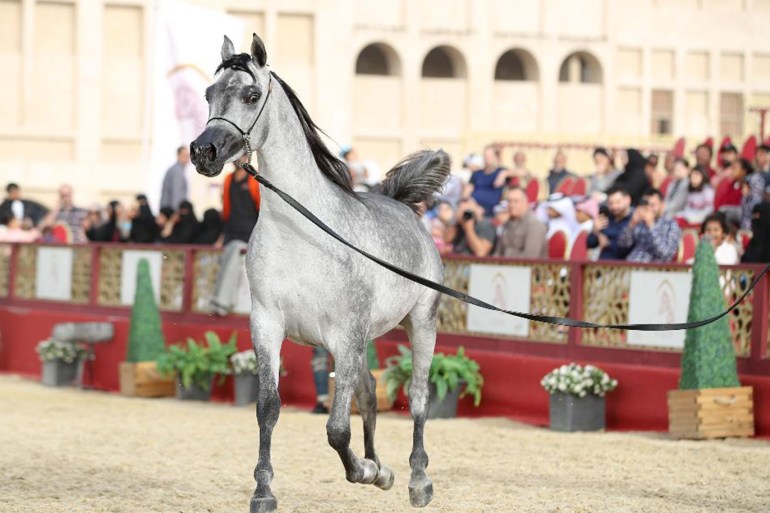 تستخدم الخيول العربية للتناسل مع السلالات الأخرى لتحسين قدرات تلك السلالات على الصبر والدقة والسرعة