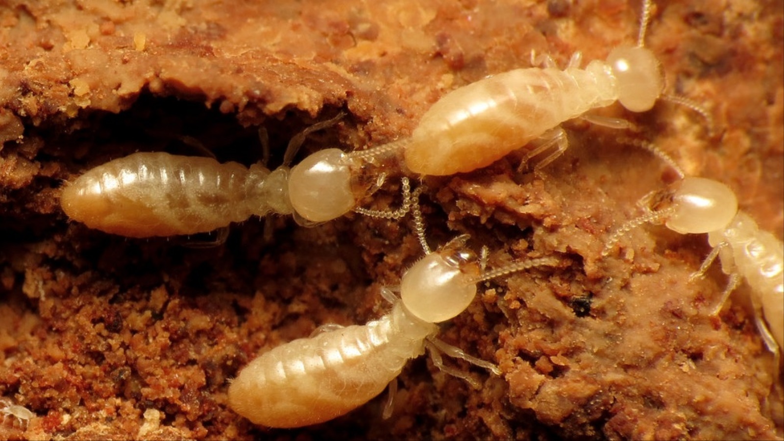 ‪لا يوجد دليل على أن وجود تجمعات النمل الأبيض يسبب دوائر الجنيات‬ (مواقع التواصل)