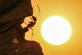 Ants during sunset in Turkey's Van- - VAN, TURKEY - JULY 17 : A silhouette of an ant is seen on a flower during sunset in Turkey's Van on July 17, 2018. Ants are one of the hardest working insects as they are the most numerous organisms on earth.