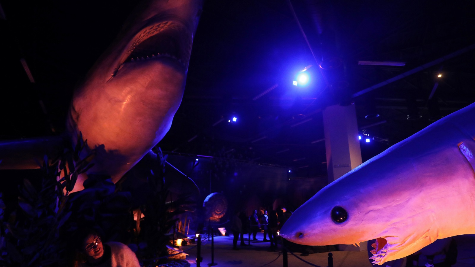 صورت أسماك القرش البيضاء في السينما على أنها آكلة للبشر لكن في الواقع فإن الإنسان يعد أكبر مفترس للقروش البيضاء الكبيرة على الإطلاق (رويترز)