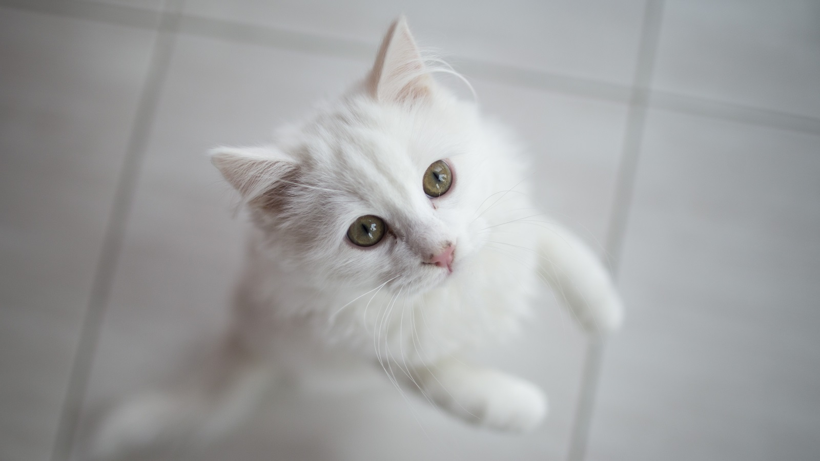 يعتقد العلماء أن القطط تخرخر كتعبير عن الارتياح والاسترخاء (الأناضول)