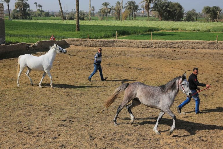 "دمو" المصرية قرية "الألف مدرب" للخيول