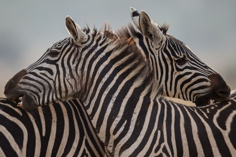 NAIROBI, KENYA - JULY 11: Zebras bite each other at Nairobi National Park ahead of IAAF U18 World Championships on July 11, 2017 in Nairobi, Kenya. (Photo by Joosep Martinson/Getty Images for IAAF)