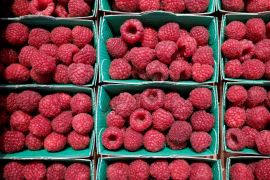 Raspberries are pictured at the fruits and vegetables pavilion in the Rungis International wholesale food market as buyers prepare for the Christmas holiday season in Rungis, south of Paris, France, November 30, 2017. Picture taken November 30, 2017. REUTERS/Benoit Tessier